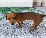 Small #1 Dachshund