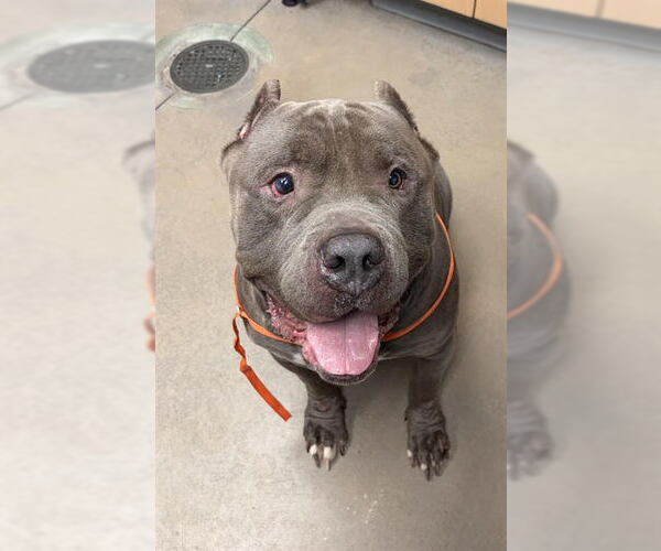 Medium Photo #1 American Bulldog-Unknown Mix Puppy For Sale in Princeton, MN, USA