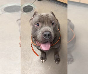 American Bulldog-Unknown Mix Dogs for adoption in Princeton, MN, USA