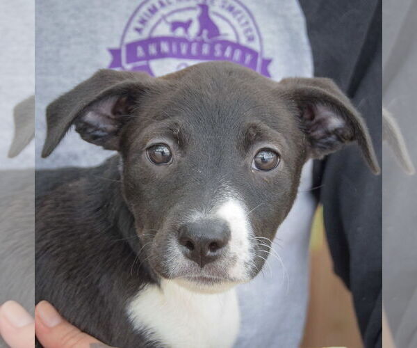 Medium Photo #6 Australian Shepherd-Unknown Mix Puppy For Sale in Huntley, IL, USA