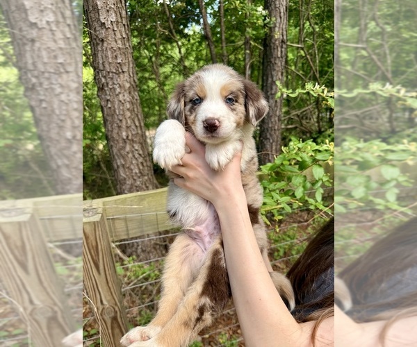 Medium Photo #1 Australian Shepherd Puppy For Sale in CUMMING, GA, USA