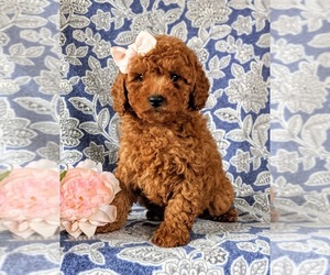 Poodle (Miniature) Puppy for sale in NEW PROVIDENCE, PA, USA