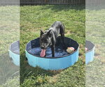 Small #7 German Shepherd Dog-Staffordshire Bull Terrier Mix