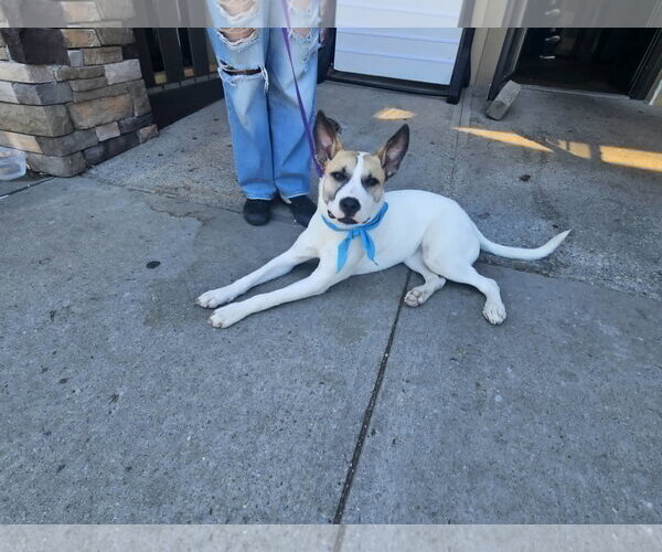 Medium Photo #2 Mutt Puppy For Sale in Woodbury, NY, USA