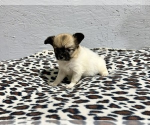 Papillon Puppy for sale in BELTON, MO, USA