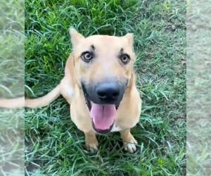 German Shepherd Dog-Unknown Mix Dogs for adoption in Riverside, CA, USA