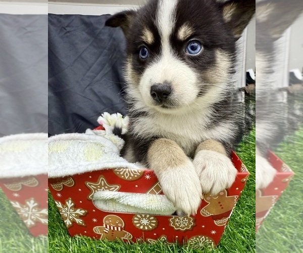 Medium Photo #2 Pomsky-Shiba Inu Mix Puppy For Sale in NASHUA, NH, USA