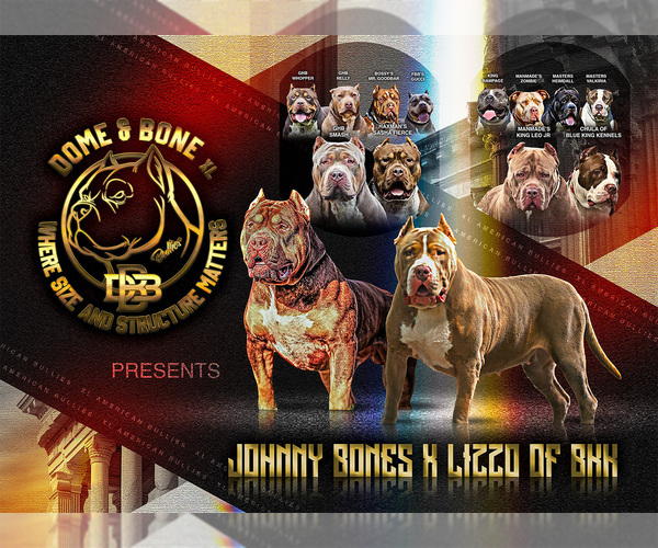 Medium Photo #1 American Bully Puppy For Sale in SNELLVILLE, GA, USA