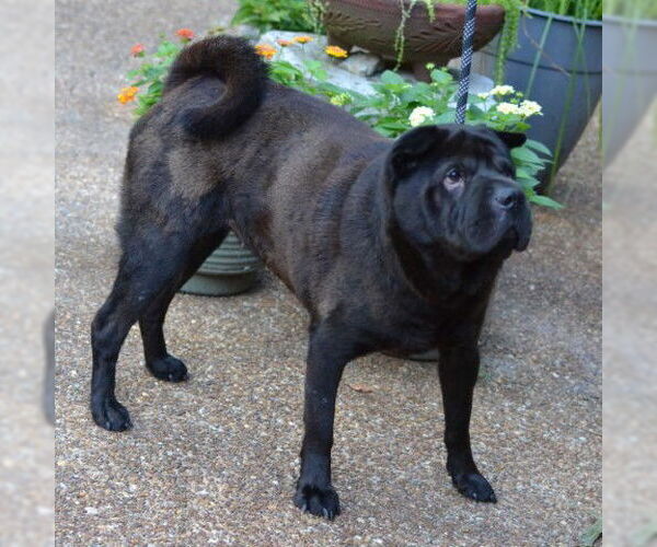 Medium Photo #4 Chinese Shar-Pei Puppy For Sale in Germanton, TN, USA