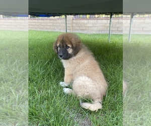 Great Pyrenees-Newfoundland Mix Puppy for sale in SANTA CLARITA, CA, USA