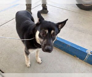 Gerberian Shepsky Dogs for adoption in Bakersfield, CA, USA