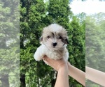 Image preview for Ad Listing. Nickname: Litter of 3
