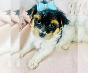 Biewer Yorkie Puppy for Sale in MIAMI BEACH, Florida USA