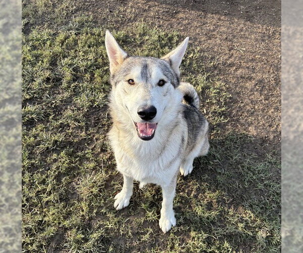 Medium Photo #1 Siberian Husky Puppy For Sale in Riverside, CA, USA