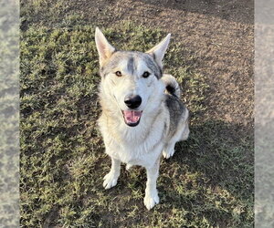 Siberian Husky Dogs for adoption in Riverside, CA, USA