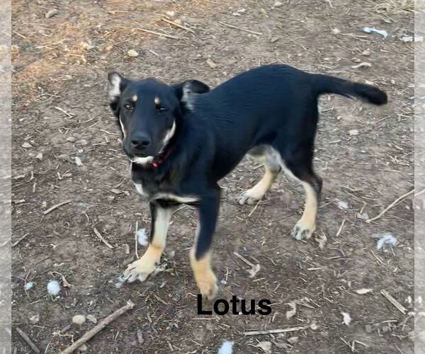 Medium Photo #1 German Shepherd Dog-Unknown Mix Puppy For Sale in Topeka, KS, USA