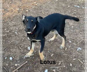 German Shepherd Dog-Unknown Mix Dogs for adoption in Topeka, KS, USA