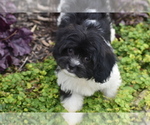 Image preview for Ad Listing. Nickname: Lasso