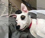 Small #2 American Pit Bull Terrier Mix