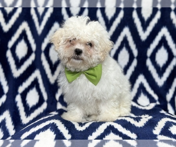 Medium Photo #1 Zuchon Puppy For Sale in LAKELAND, FL, USA