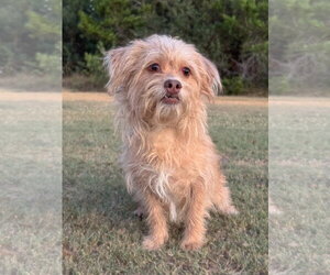 Mutt Dogs for adoption in PIPE CREEK, TX, USA
