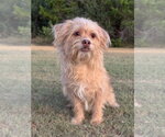 Small Mutt