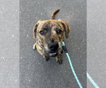 Small #1 American Staffordshire Terrier-German Shepherd Dog Mix