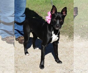 Mastiff-Unknown Mix Dogs for adoption in Bandera, TX, USA