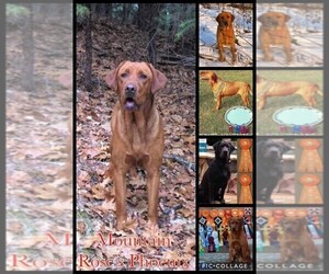 Labrador Retriever Puppy for sale in BROWNS VALLEY, CA, USA