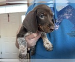 Puppy Puppy 4 Dachshund