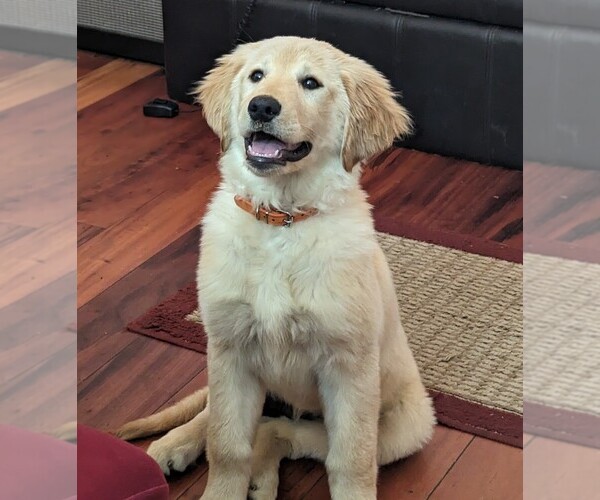 Medium Photo #1 Golden Retriever Puppy For Sale in LEXINGTON, KY, USA