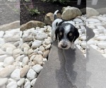 Small Photo #42 Bernedoodle-Bluetick Coonhound Mix Puppy For Sale in RINGTOWN, PA, USA