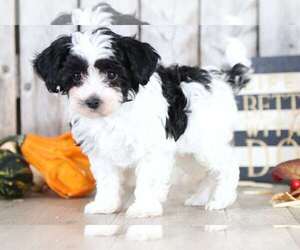 Maltipoo Puppy for sale in MOUNT VERNON, OH, USA