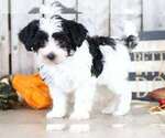 Small Photo #1 Maltipoo Puppy For Sale in MOUNT VERNON, OH, USA