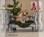 Puppy 1 Doodle-Goldendoodle Mix