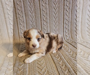 Australian Shepherd Puppy for sale in SAINT JOHNS, MI, USA