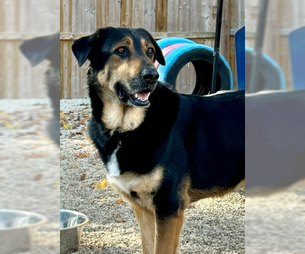 Medium Photo #21 Mutt Puppy For Sale in Brewster, NY, USA