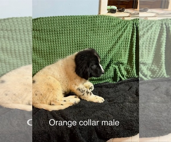 Medium Photo #7 Newfoundland Puppy For Sale in AURORA, IN, USA