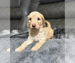 Small #3 Goldendoodle