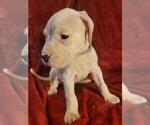 Small Photo #7 Dogo Argentino Puppy For Sale in SACRAMENTO, CA, USA