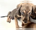 Small Rhodesian Ridgeback Mix