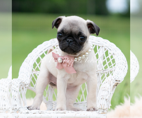 Medium Photo #1 Pug Puppy For Sale in WARSAW, IN, USA