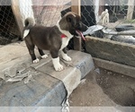 Small Photo #17 Akita Puppy For Sale in FLORISSANT, MO, USA