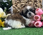 Small #3 Shih Tzu