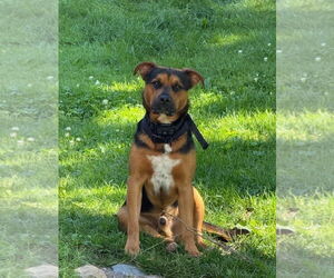 Mutt Dogs for adoption in Duluth, MN, USA