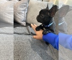 Small Photo #1 French Bulldog Puppy For Sale in WOODLAND PARK, NJ, USA