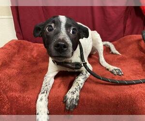 Border Collie-Unknown Mix Dogs for adoption in Modesto, CA, USA