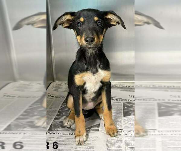 Medium Photo #5 Mutt Puppy For Sale in Brewster, NY, USA
