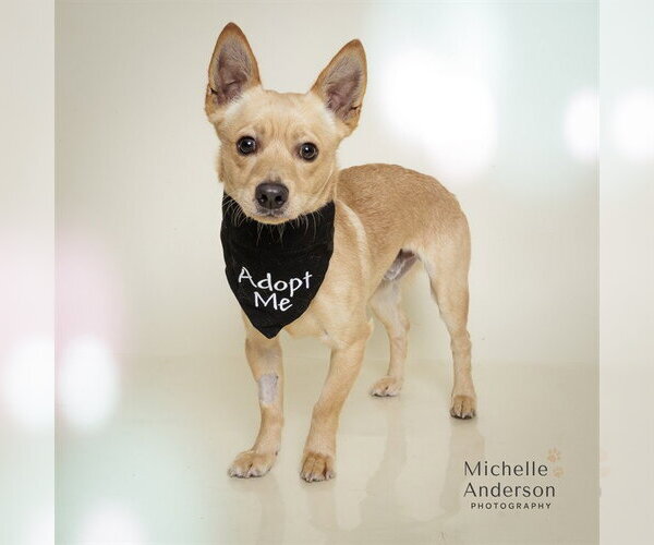 Medium Photo #2 Chiweenie Puppy For Sale in Corona, CA, USA