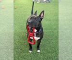 Small #1 American Pit Bull Terrier